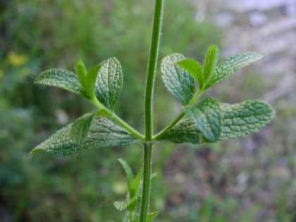 Stachys recta - Lamiaceae