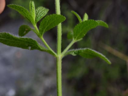 Stachys recta - Lamiaceae