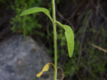 Stachys recta - Lamiaceae