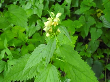 Stachys recta - Lamiaceae