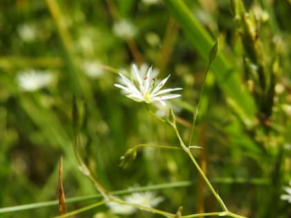 Stellaria graminea - Caryophyllaceae