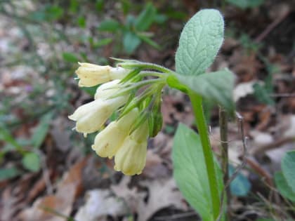 Symphytum tuberosum - Boraginaceae