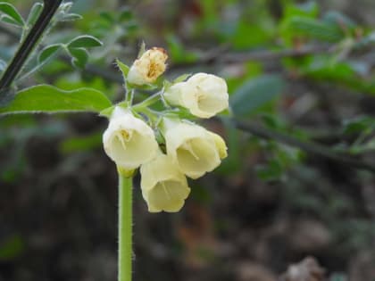 Symphytum tuberosum - Boraginaceae