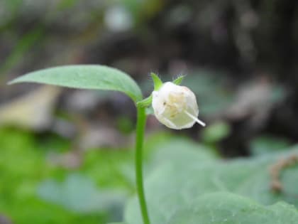 Symphytum tuberosum - Boraginaceae