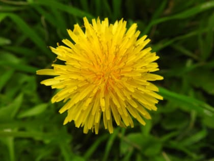 Taraxacum officinale - Asteraceae