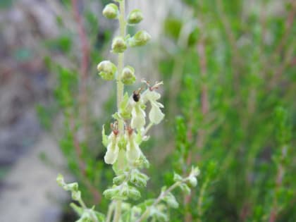 Teucrium scorodonia - Lamiaceae