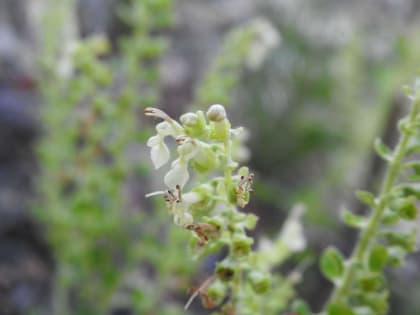 Teucrium scorodonia - Lamiaceae