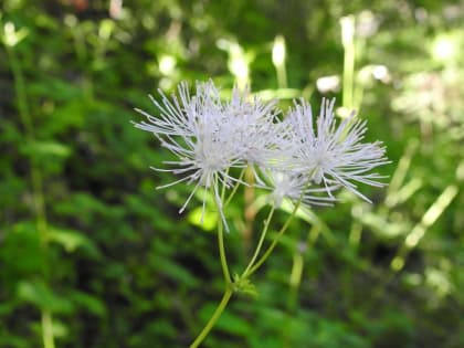 Thalictrum aquilegiifolium - Ranunculaceae