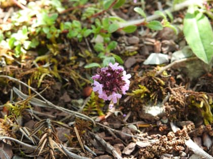 Thymus praecox - Lamiaceae