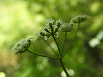 Torilis arvensis - Apiaceae