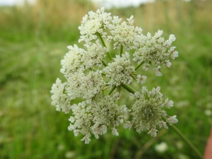 Torilis arvensis - Apiaceae