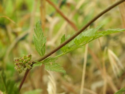 Torilis nodosa - Apiaceae