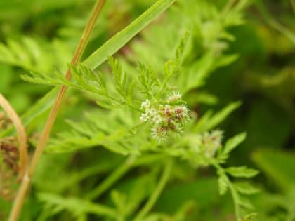 Torilis nodosa - Apiaceae