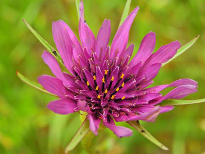 Tragopogon porrifolius - Asteraceae