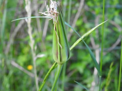 Tragopogon pratensis - Asteraceae