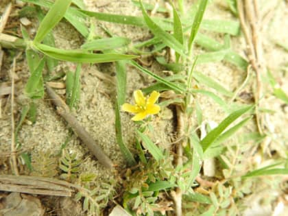 Tribulus terrestris - Zygophyllaceae