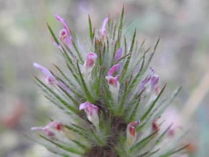 Trifolium angustifolium - Fabaceae