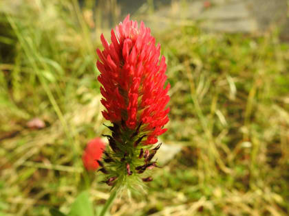 Trifolium incarnatum - Fabaceae