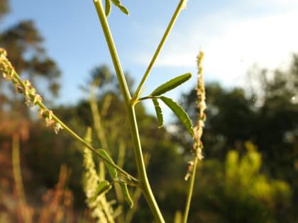 Trigonella alba - Fabaceae