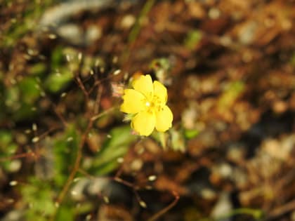 Tuberaria guttata - Cistaceae