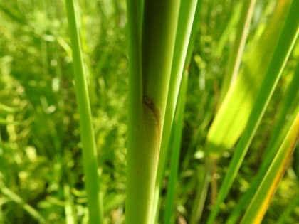 Typha angustifolia - Typhaceae