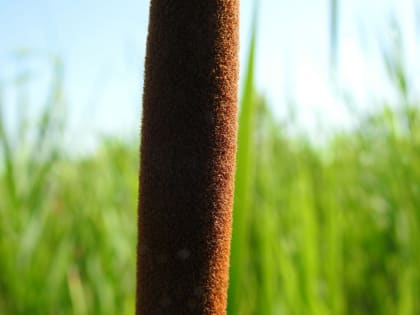 Typha angustifolia - Typhaceae