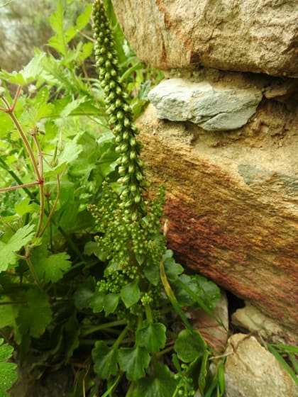 Umbilicus rupestris - Crassulaceae