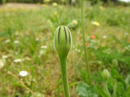 Urospermum dalechampii - Asteraceae