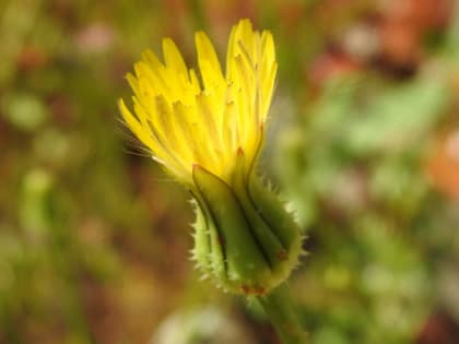 Urospermum picroides - Asteraceae