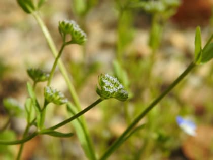 Valerianella carinata - Valerianaceae