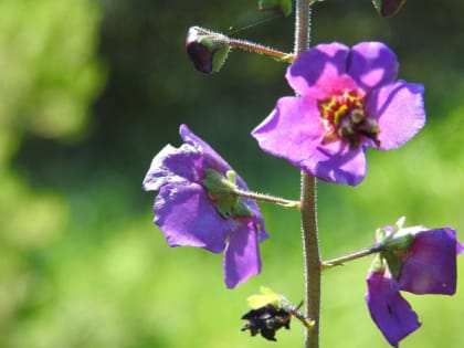 Verbascum phoeniceum - Scrophulariaceae