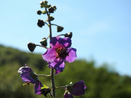 Verbascum phoeniceum - Scrophulariaceae