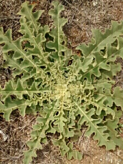 Verbascum sinuatum - Scrophulariaceae