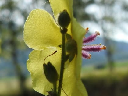 Verbascum sinuatum - Scrophulariaceae