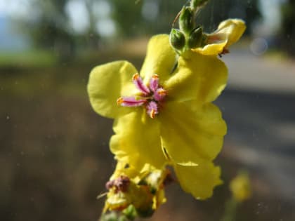 Verbascum sinuatum - Scrophulariaceae