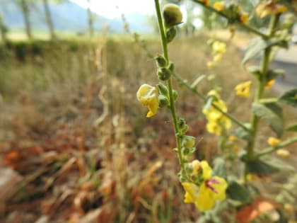 Verbascum sinuatum - Scrophulariaceae