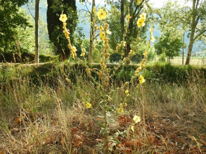 Verbascum sinuatum - Scrophulariaceae