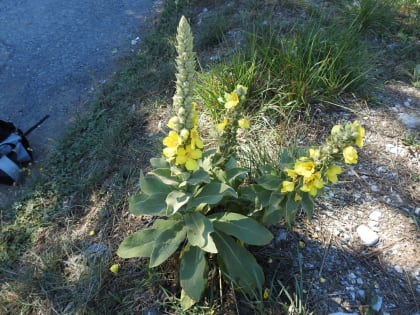 Verbascum thapsus - Scrophulariaceae