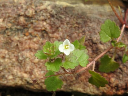 Veronica cymbalaria - Plantaginaceae