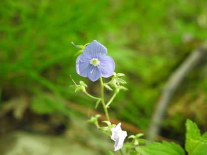 Veronica montana - Plantaginaceae