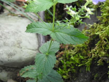 Veronica montana - Plantaginaceae