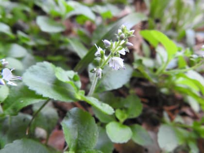 Veronica officinalis - Plantaginaceae