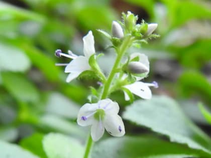 Veronica officinalis - Plantaginaceae