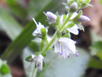 Veronica officinalis - Plantaginaceae