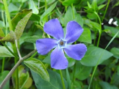 Vinca major - Apocynaceae