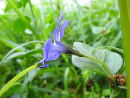 Vinca major - Apocynaceae