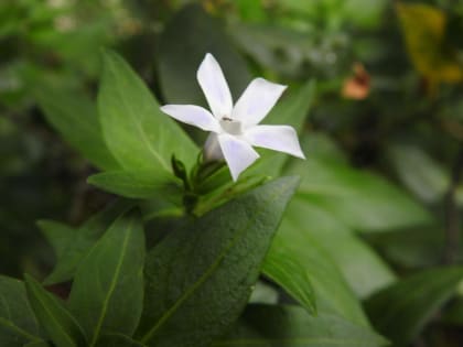 Vinca minor - Apocynaceae