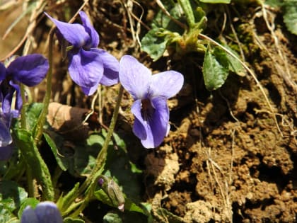 Viola odorata - Violaceae