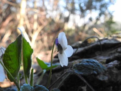 Viola odorata - Violaceae