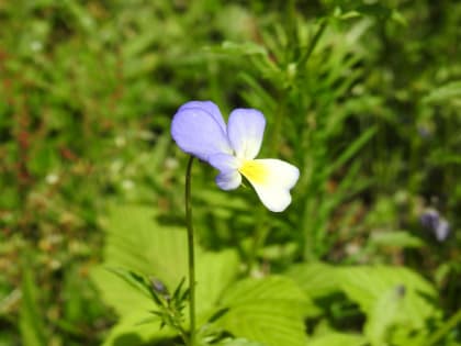 Viola tricolor - Violaceae